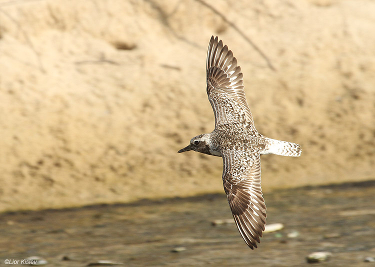     Grey Plover  Pluvialis squatarola ,Maagan Michael, Israel. Augost 2010.  Lior Kislev                                 